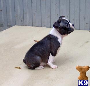 Boston Terrier Puppies for Sale